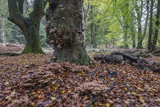 Armillaria polymyces (Armillaria ostoyae), Emsland, Lower Saxony, Germany, Europe