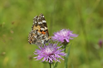 Thistle butterfly (Vanessa cardui, Cynthia cardui) on flower of the meadow knapweed (Centaurea