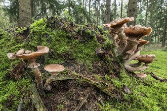 Armillaria polymyces (Armillaria ostoyae), Emsland, Lower Saxony, Germany, Europe