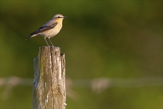 Wheatear, (Oenanthe oenanthe), songbird, bird of the flycatcher family, Bad Dürkheim district,