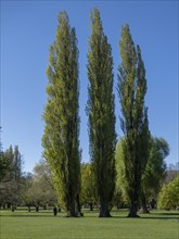 Poplars on the Alster meadows, Germany, Hamburg, Alster meadow, plants, trees, poplars, Hamburg,