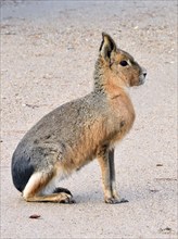 Pampas hare, (Dolichotis patagonum), Mara, subfamily of guinea pigs, rodents, Argentina, South