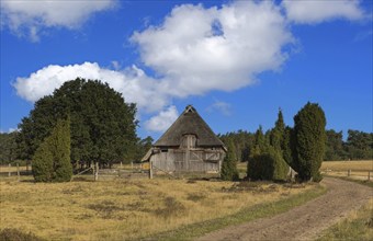 Old sheepfold in the Lüneburg Heath, Germany, Lower Saxony, Undeloh, Lower Saxony, Federal Republic