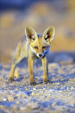 Arabian red fox, (Vulpes vulpes arabica), young animal, foraging, biotope, pup, Jabal Samhan,