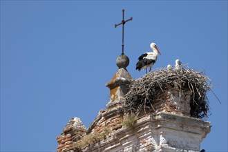 Stork nest on church tower in Merida, Spain, Badajoz, Extremadura, Merida, Caceres, Spain, Europe