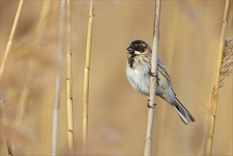 Reed bunting, reed sparrow, sparrow family, (Emberiza schoeniclus), perching station, Hockenheim,