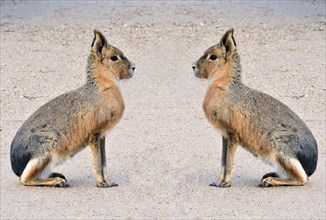 Pampas hare, (Dolichotis patagonum), Mara, subfamily of guinea pigs, rodents, montage, Argentina,