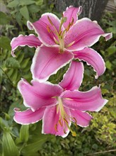 Blossoming magnificent lilies, (Lilium speciosum), pink lilies, blossom, blossoms, plants, flowers,