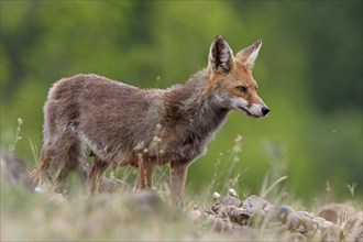 Arabian red fox (Vulpes vulpes arabica), young animal, foraging, biotope, Rhodope Mountains,