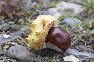 Chestnut with prickly fruit husk, (Aesculus hippocastanum), horse chestnut, chestnuts, Bergen,