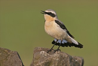 Wheatear, (Oenanthe oenanthe), songbird, bird of the flycatcher family, male, Bad Dürkheim