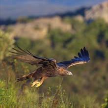 Golden Eagle, (Aquila chrysaetos), bird of prey, family of hawk-like birds, flight, biotope,