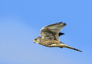 Kestrel in flight, (Falco tinnunculus), blue sky, side view, close-up, aerial view, Klausdorf,