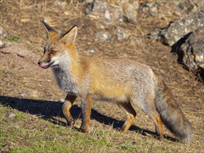 Arabian red fox, (Vulpes vulpes arabica), young animal, foraging, biotope, El Millaron / Imperial