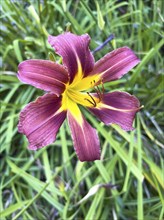 Blooming Orange day-lily, (Hemerocallis fulva), plant, flower, flowers, lily, lilies, Hamburg,