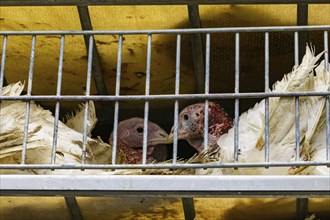 Close up on two white turkeys face in a metal cage in the transport truck, livestock and