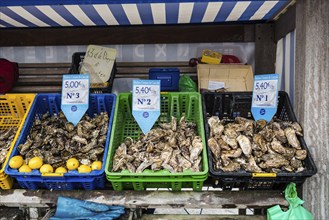 Crates with fresh oysters for sale at the french coast of Brittany