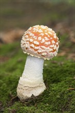 Colourful red/white Fly Agaric mushroom in forest in the autumn in the Netherlands