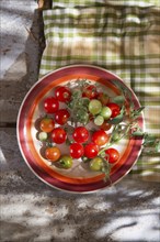 Fresh tomato cherry Bunch of Italian Tuscan cultivation area