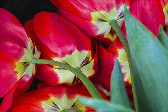 Red tulip flowers in the garden. Beautiful tulips during the flowering period. Hybrid variety.