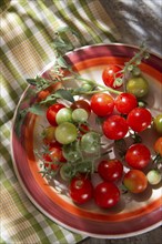 Fresh tomato cherry Bunch of Italian Tuscan cultivation area