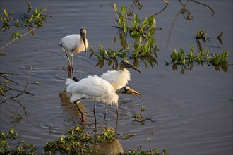 Forest stork (Mycteria americana) Pantanal Brazil