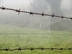 Spider web on barbed wire fence, Furela, Galicia, Spain, Europe