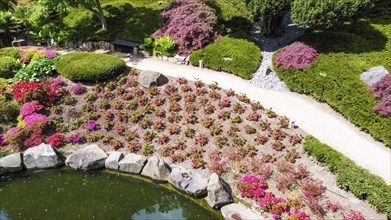 Amazing balls of flowering rhododendron trees in Japanese garden in Kaiserslautern and red maple