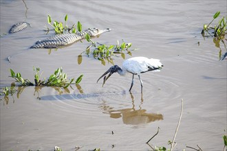 Forest stork (Mycteria americana) Pantanal Brazil