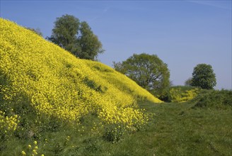 A with rapeseed overgrown hill on the Altena fortress near the Dutch village Werkendam