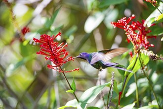 Fork-tailed Hummingbird (Eupetomena macroura) Pantanal Brazil