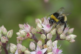 Bumblebee on stonecrop, Schwäbisch Hall, Hohenlohe, Heilbronn-Franken, Baden-Württemberg, Germany,