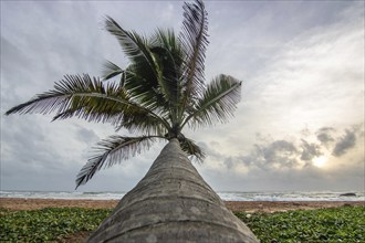 Landscape by the sea and sandy beach. A palm tree juts into the picture and adds a special touch to