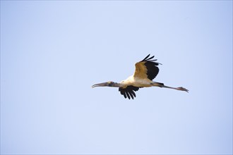 Forest stork (Mycteria americana) Pantanal Brazil