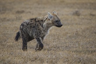 Spotted hyena (Crocuta crocuta) in Ol Pejeta Conservancy, Kenya, Africa