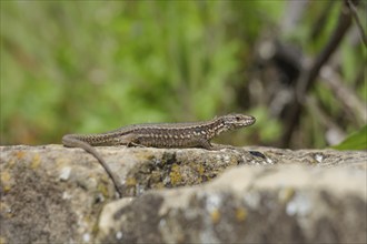 Wall lizard (Podarcis Muralis), Weinsberg, Weibertreu, Heilbronn-Franken, Baden-Württemberg,