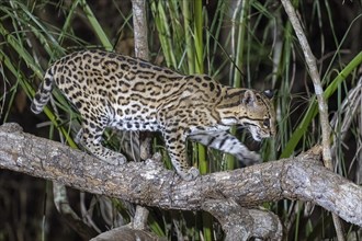 Ocelot (Leopardus pardalis), at night, climbing on branch, Pantanal, inland, wetland, UNESCO