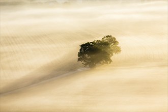 Trees in the fog on a road in a field, from above