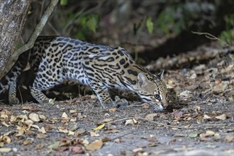 Ocelot (Leopardus pardalis), at night, creeping up, Pantanal, inland, wetland, UNESCO Biosphere