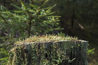 Trumpet lichen growing on a tree stump