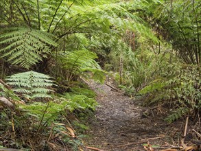 The Telegraph Saddle to Sealers Cove track is very popular among day walkers and overnight campers