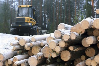 SALO, FINLAND, DECEMBER 18, 2016: Stack of snow and frost covered wooden logs in foggy winter