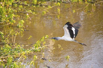 Forest stork (Mycteria americana) Pantanal Brazil