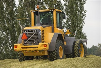 Agriculture shredded corn silage with a yellow shovel in the Netherlands