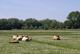 Cows laying down on a pasture in the Dutch nature reserve Hollandse Biesbosch near Dordrecht