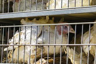 Close up on white turkey in cages in the transport truck, bad conditions and inhumane livestock and