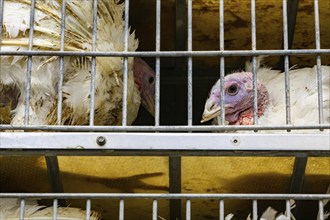 Close up on white turkey face in a metal cage in the transport truck, livestock and transporting