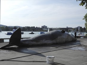 Switzerland: A stranded whale lies on the shore of Lake Zurich. A campaign by the IWA