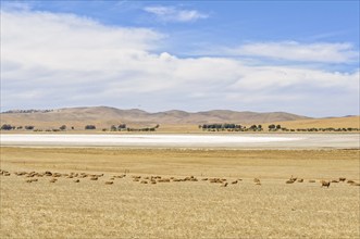 Dry salt lake under the full sun, SA, Australia, Oceania