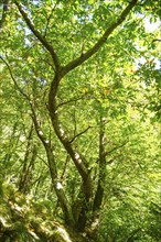 View at the Inside a forest of beech trees in late summer